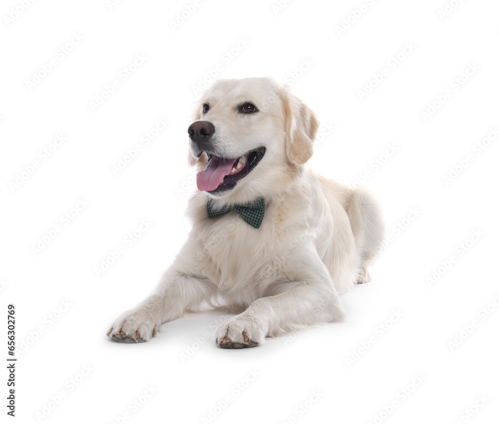 Cute Labrador Retriever with stylish bow tie on white background Cute Labrador Retriever with stylish bow tie on white background