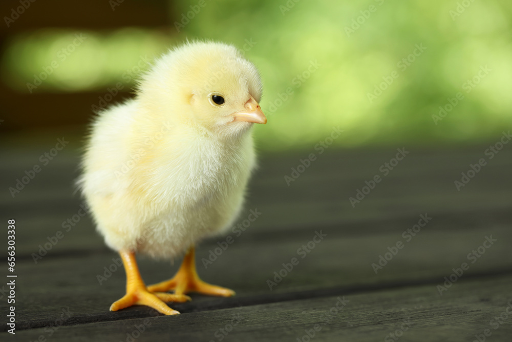Cute chick on wooden surface outdoors, closeup with space for text. Baby animal