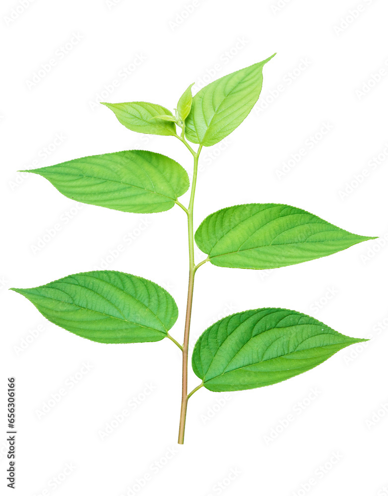 Green leaf isolated on a white background or transparent background Green leaf isolated on a white background or transparent background