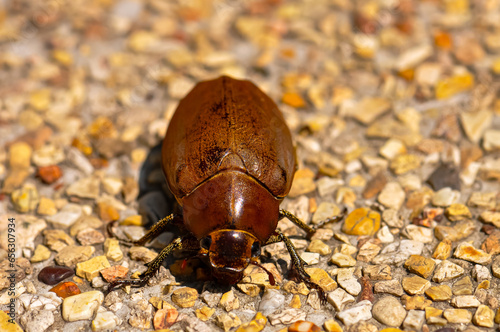 Brown Anoplognathus sitting on small pebbles photo