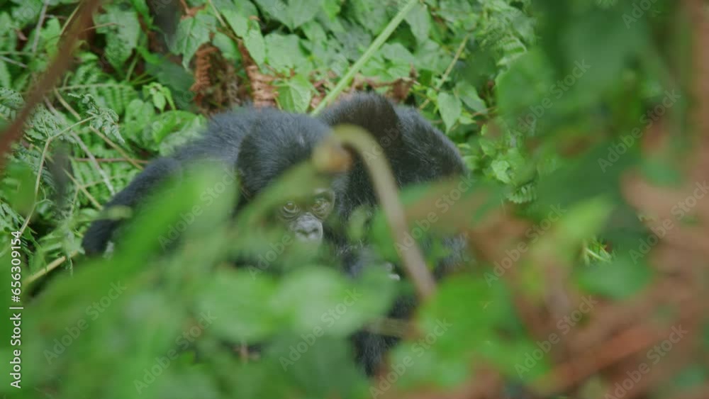 Small mountain gorilla carried on back by mother, Bwindi Forest in Uganda, Africa Small mountain gorilla carried on back by mother, Bwindi Forest in Uganda, Africa