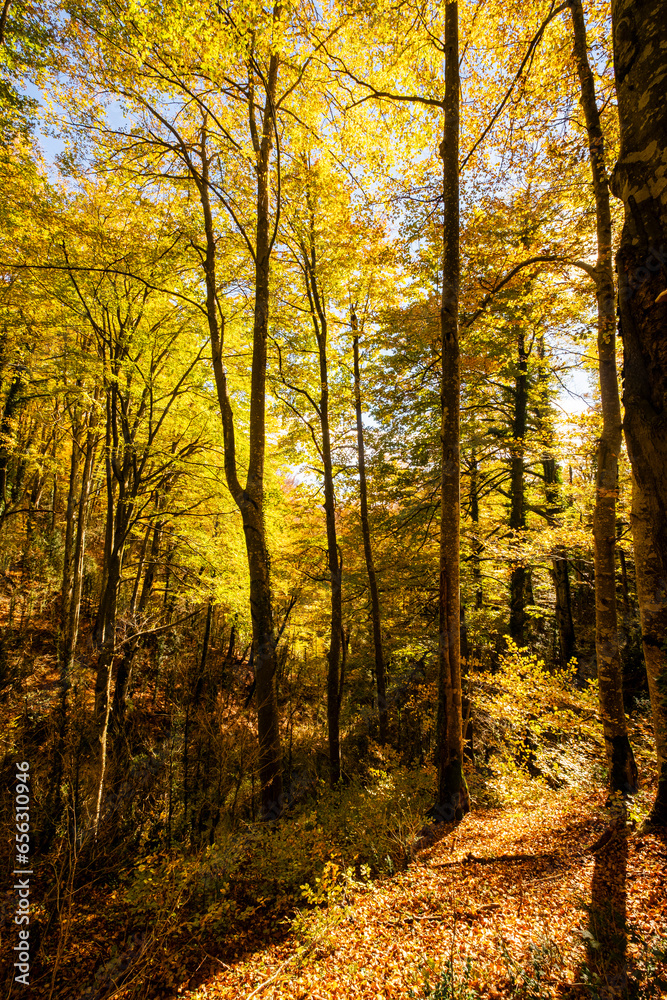Beech forest in autumn time in the Grevolosa forest in the Llancers mountain range in the Osona region in the province of Barcelona in Catalonia Spain Beech forest in autumn time in the Grevolosa forest in the Llancers mountain range in the Osona region in the province of Barcelona in Catalonia Spain