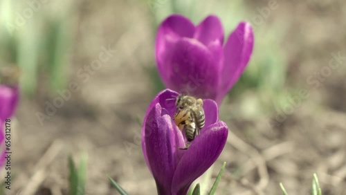 Group of honey bees collecting pollen inside one crocus flower
