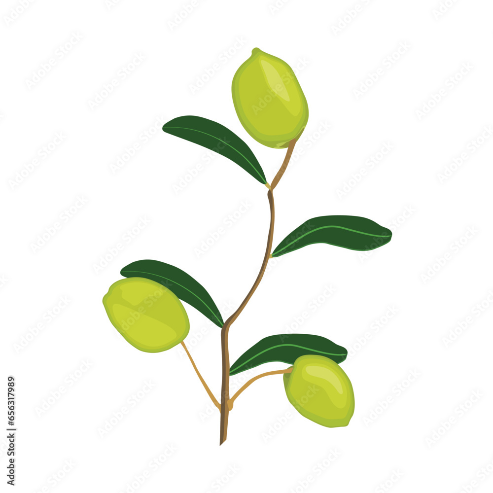 Vector illustration single or set of differents olives branch isolated. Olive fruit with leaves, agriculture product for healthy oil. Good illustration for label, menu, icon, symbol