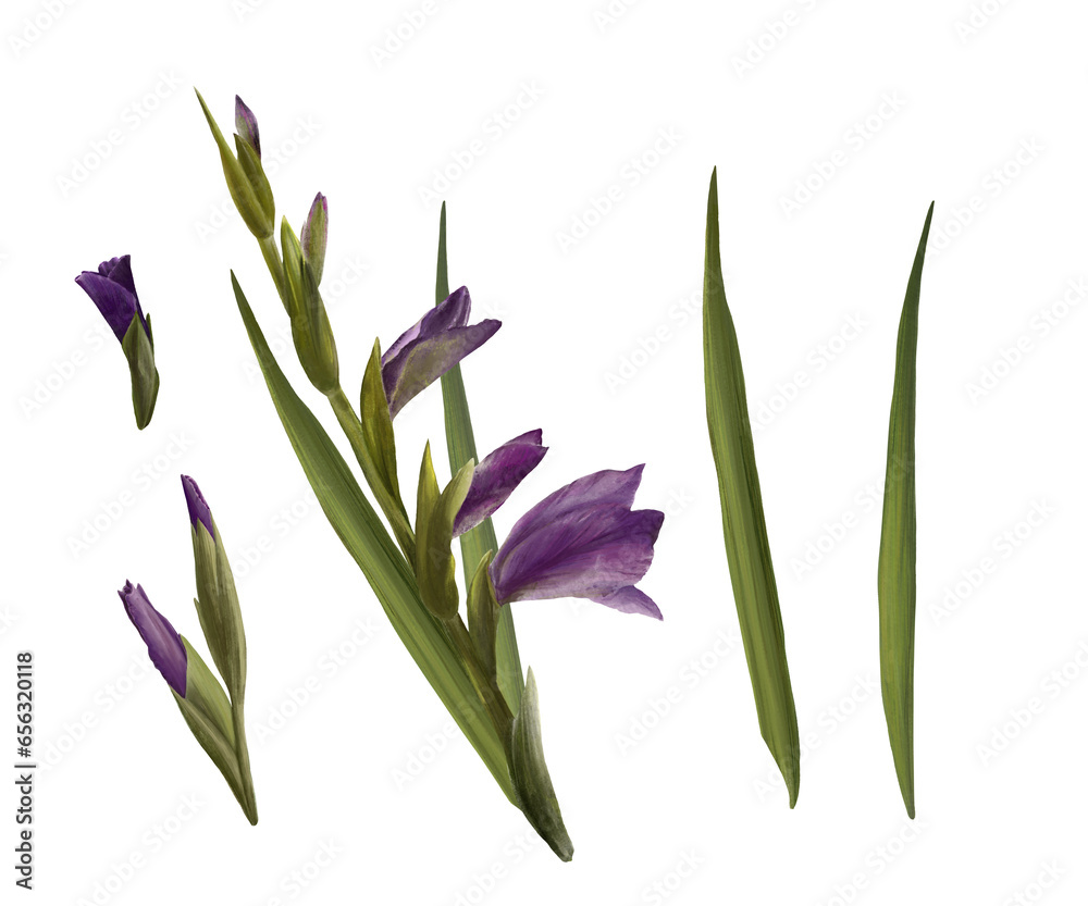 Obraz premium Watercolor gladioluses plant, hand drawn digital floral illustration, set of flowers, buds and leaves. Isolated on a white background for greeting, invitations, birthday cards, prints, flyer, stickers