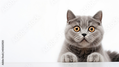 a surprised scottish cat looking straight to the camera, white background