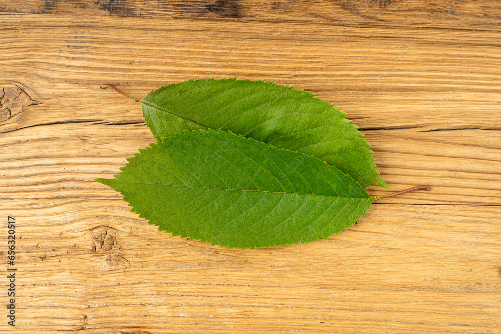Cherry Leaf on Wooden Table, Green Fruit Leaves Cherry Leaf on Wooden Table, Green Fruit Leaves