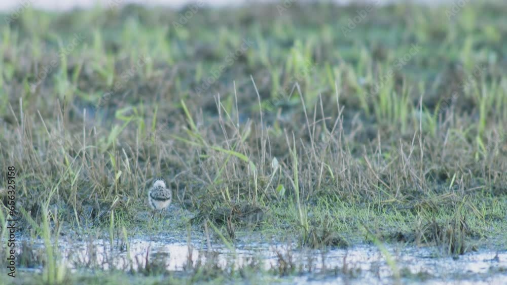 Juvenile lapwing chick walking and hiding in grass Juvenile lapwing chick walking and hiding in grass