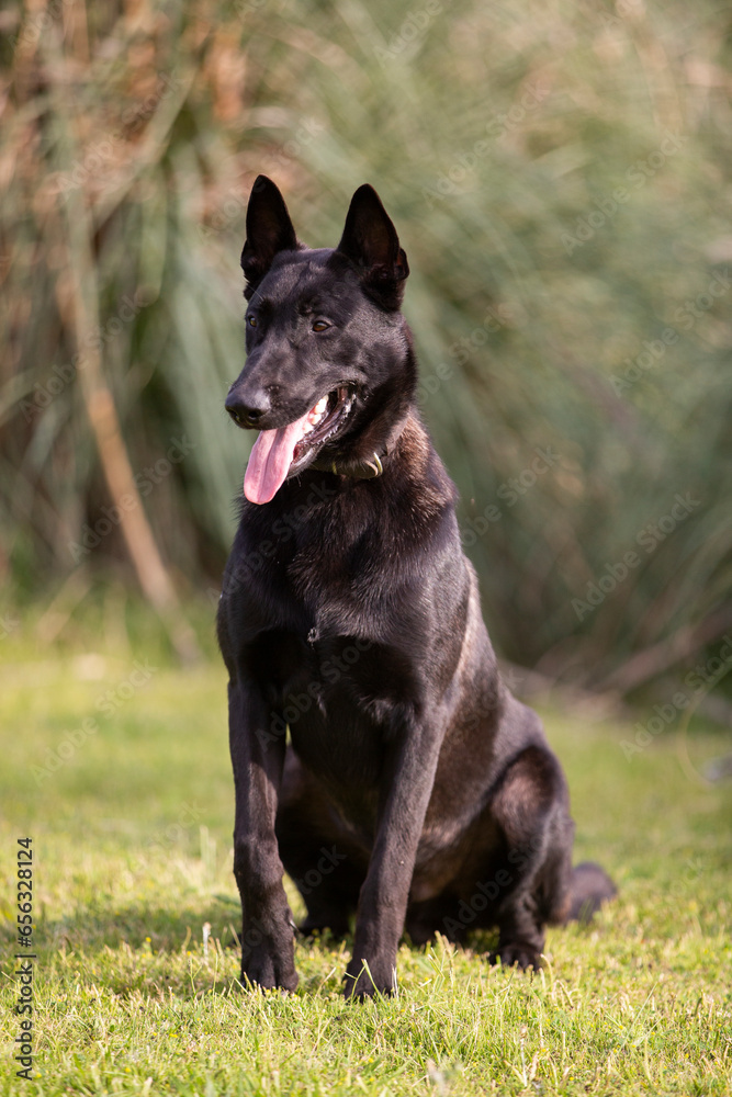 Great and amazing breed of dogs, black Malinois