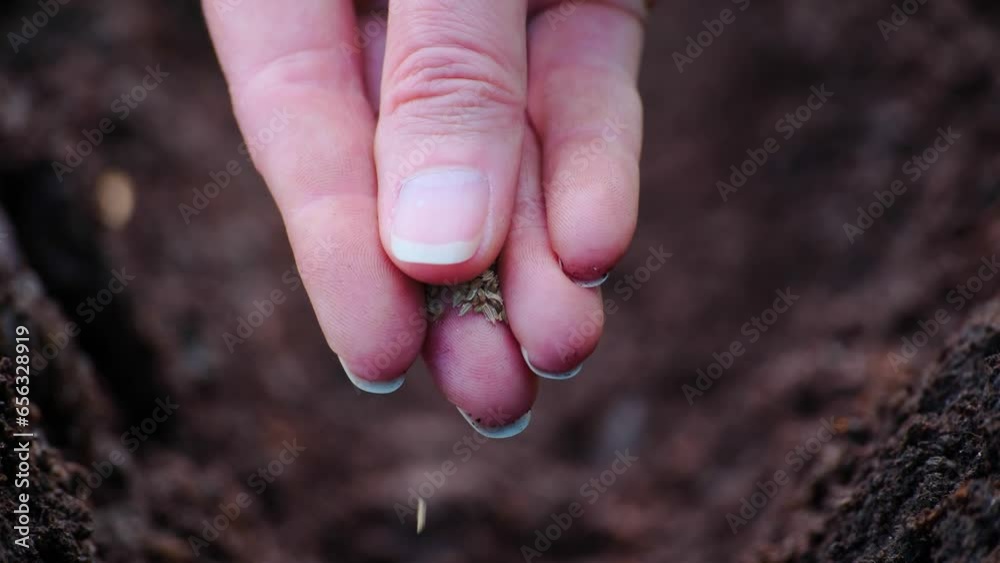 Farming concept. A farmer's hand plants seeds in the soil in rows. 
