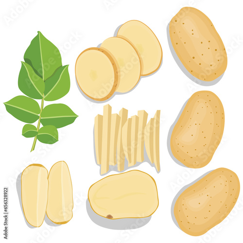 Vector illustration single and group of brown potato in flat style. Root vegetable organic product. Agriculture food healty nature. Whole and sliced with green leaves, peel and cut