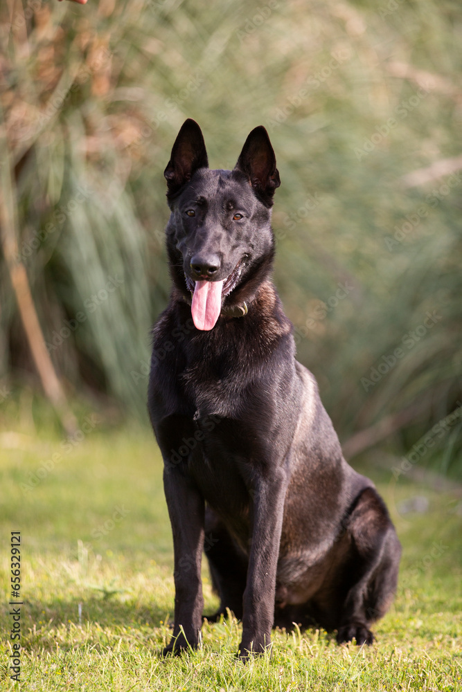 Great and amazing breed of dogs, black Malinois Great and amazing breed of dogs, black Malinois