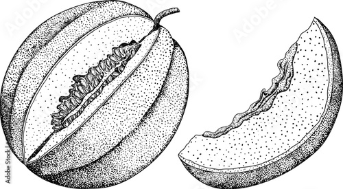 Hand drawn illustration of melon in engraving style. Botanical food, vector illustration. 