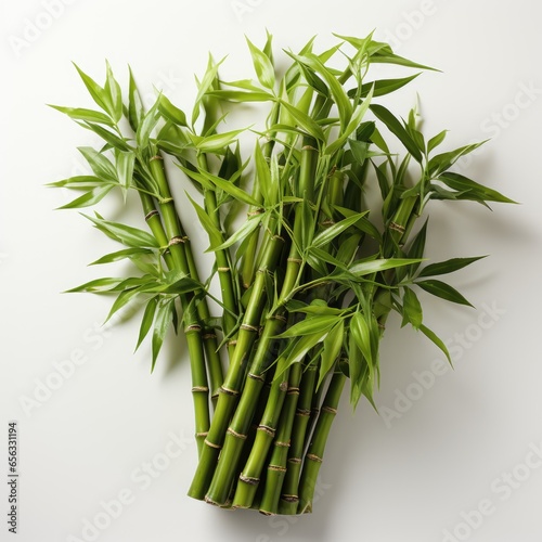 View Bamboo Bambusoideae Familyon A Completely W 1, Isolated On White Background, High Quality Photo, Hd