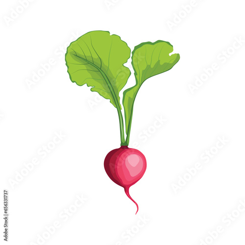 vector illustration single or set of radishes in flat style. root vegetable healthy food. organic vegan agriculture product. whole and sliced with green leaves. red, pink, violet color