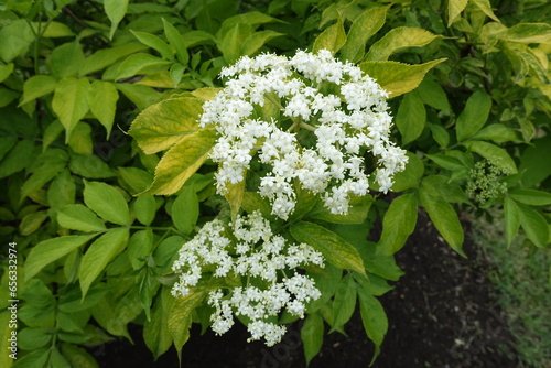 White flowers of gold leaf European elderberry in May photo