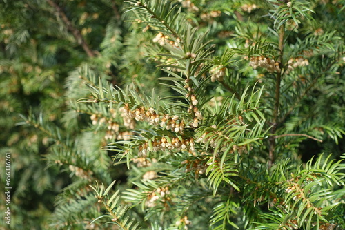 Sprig of European yew with male cones in mid March