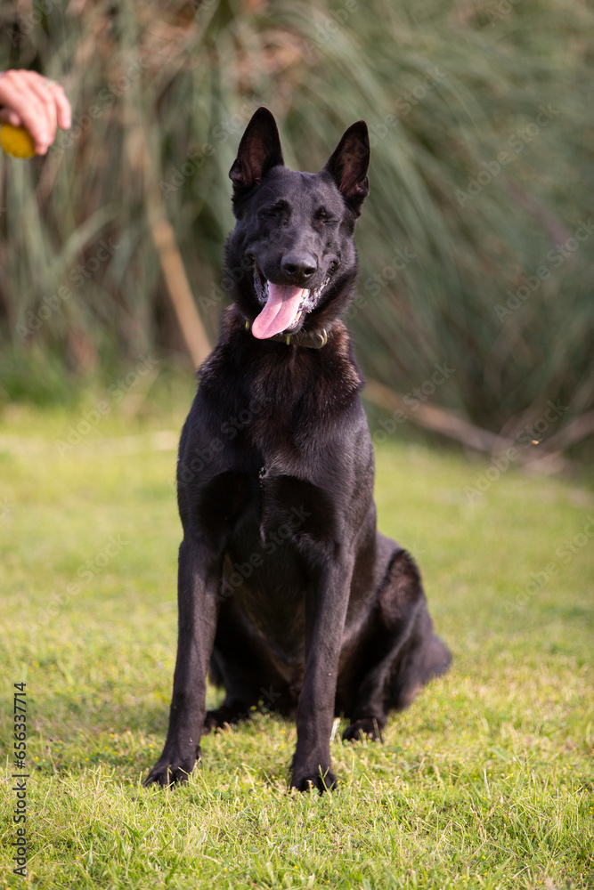 Great and amazing breed of dogs, black Malinois