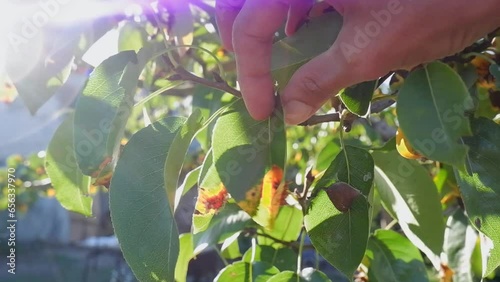A woman's hand shows diseased leaves and fruits of a pear caused by the fungus Gymnosporangium sabinae or pear rust. photo