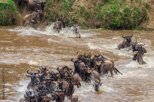 Wildebeest crossing the Mara river in Serengeti national park, Tanzania. Great migration photo