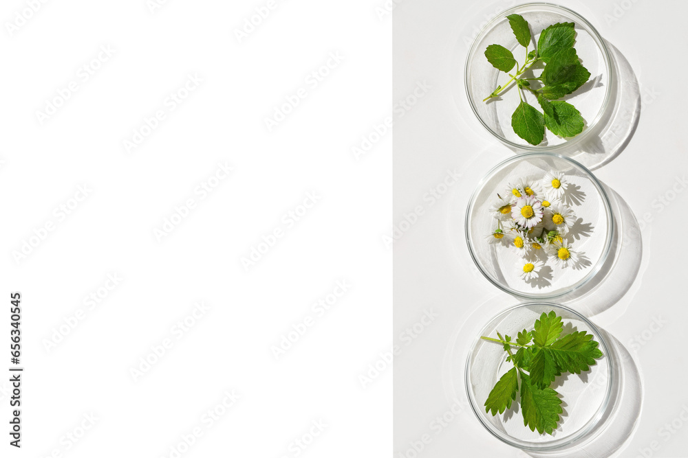 Petri dishes with various kinds of herbs. Phytotherapy, herbal medicine. Laboratory research. Copy space for text Petri dishes with various kinds of herbs. Phytotherapy, herbal medicine. Laboratory research. Copy space for text