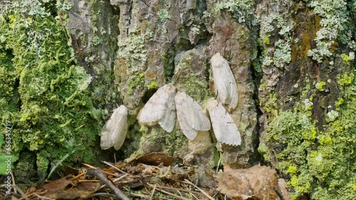 Butterflies of a gypsy moth (Lymantria dispar) on a tree trunk.