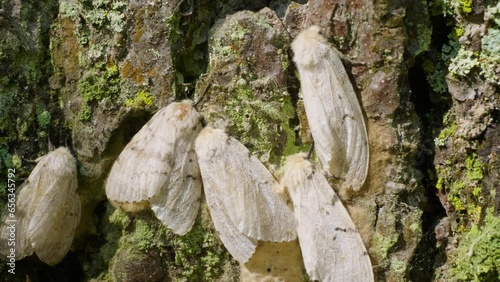 Butterflies of a gypsy moth (Lymantria dispar) on a tree trunk.