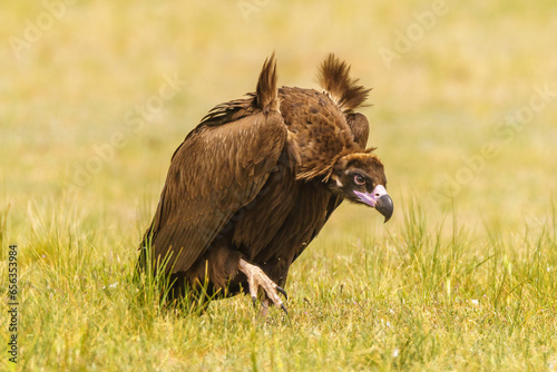 red tailed hawk