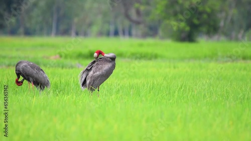 Eastern Sarus Crane walks for food in the green rice fields. photo