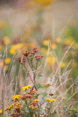 Kwiaty polne, łąki kwietne, jesienne pola