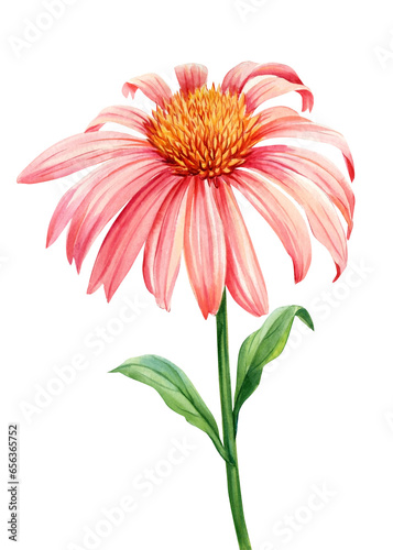 Summer flowers. Echinacea on a white background. Watercolor botanical illustration. Flora clipart