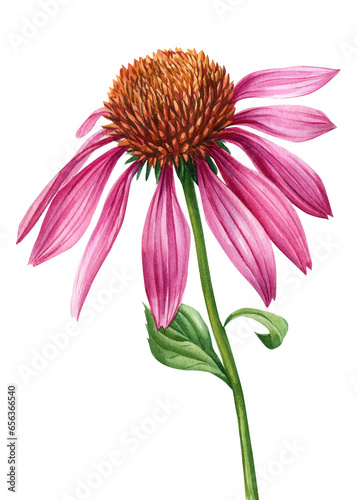 Summer flowers. Echinacea on a white background. Watercolor botanical illustration. Flora clipart