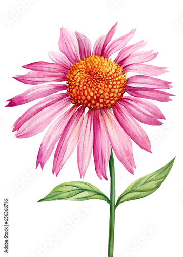 Summer flowers. Echinacea on a white background. Watercolor botanical illustration. Flora clipart © Hanna
