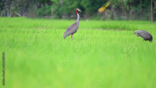 Eastern Sarus Crane walks for food in the green rice fields. photo