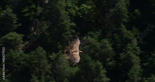 Griffon vulture flying over the Jonte  Gorges, Lozere department, France