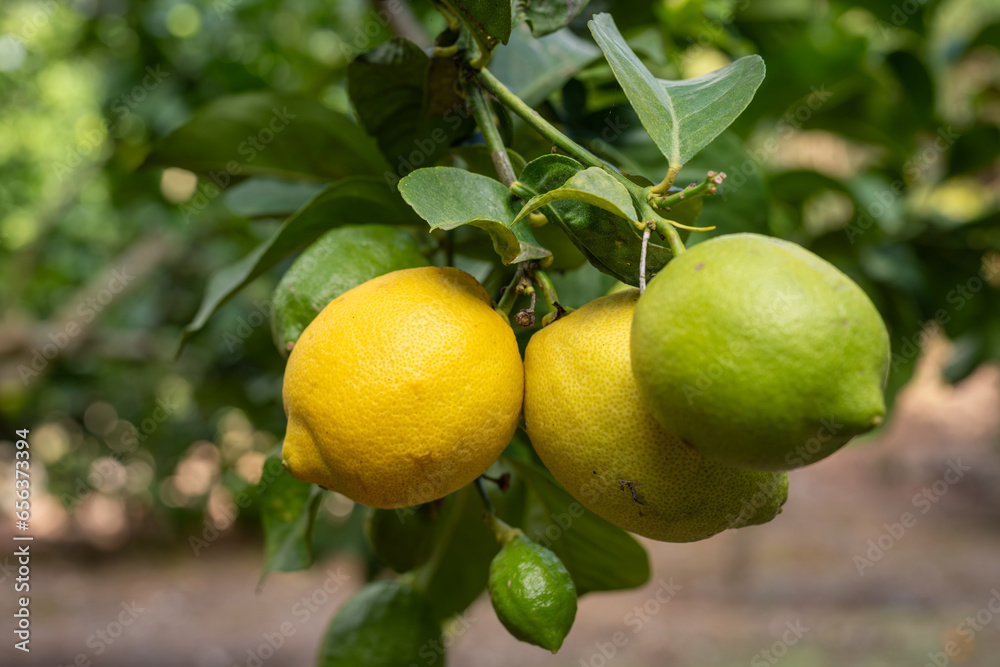 Lemons in various stages of ripening. A fruiting lemon tree. Wallpaper. 