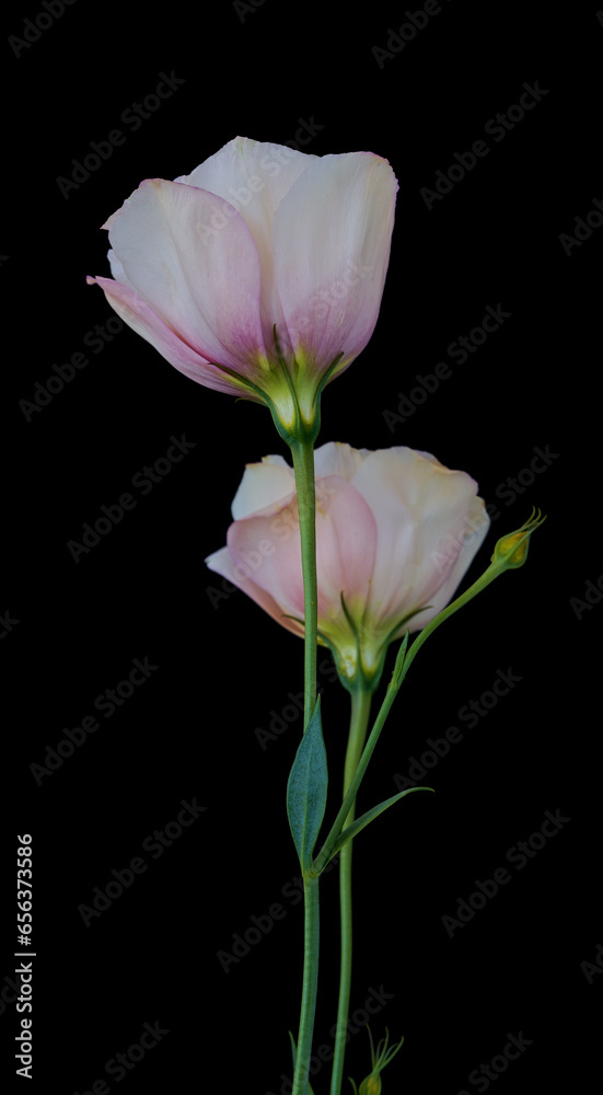 Eustoma flower growing on a black background Eustoma flower growing on a black background