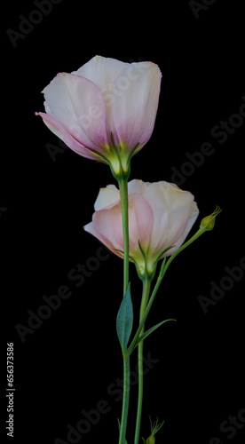Eustoma flower growing on a black background