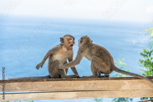 two monkey fighting in bali © Juanmarcos