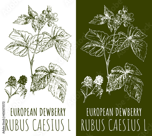 Drawings EUROPEAN DEWBERRY. Hand drawn illustration. Latin name RUBUS CAESIUS L.