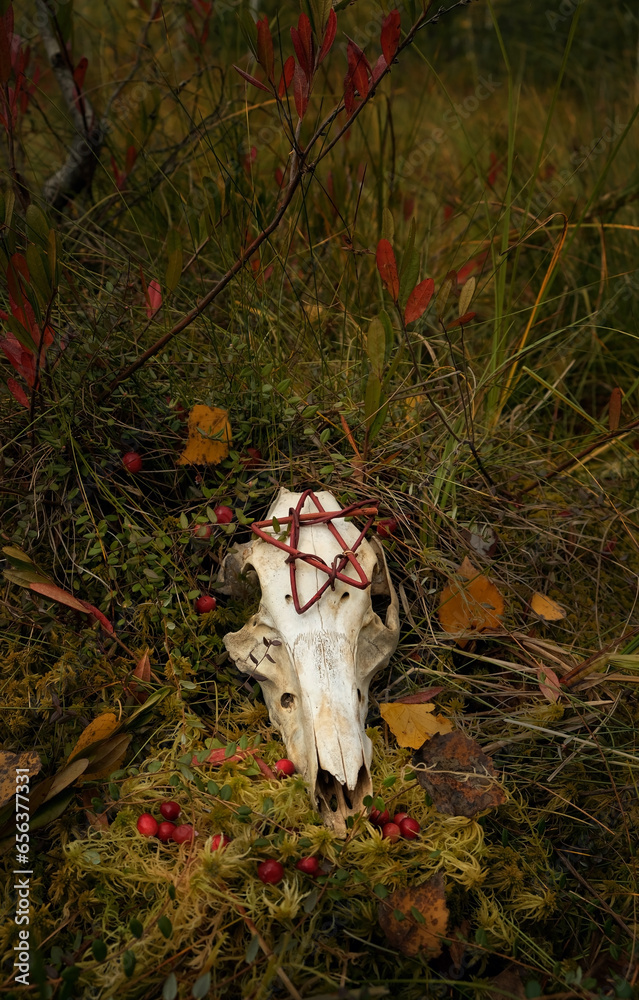 Obraz premium animal skull with pentacle amulet in autumn forest, dark natural abstract background. fall season. symbol of death, terrible, scary. Mysticism, occultism, Witchcraft. samhain, Halloween concept