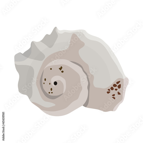 Vector illustration single or set of sea shell in flat style. Animal various mollusc shell in cartoon. Design element for summer beach ocean aquatif life holiday