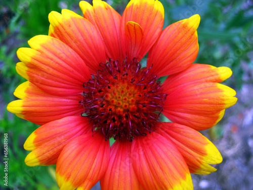 Fototapeta Naklejka Na Ścianę i Meble -  Red-yellow flower close-up	
