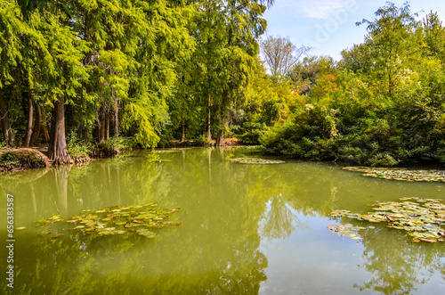 bald cypress trees and pond in North American section of Tashkent Botanical Garden, Uzbekistan