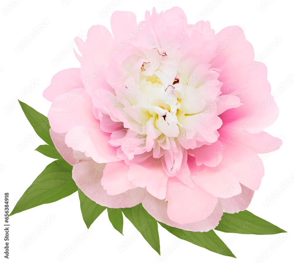 Light pink   peony flower  on  isolated background with clipping path. Closeup. Flower with green leaves.   Transparent background.     For design. Nature.