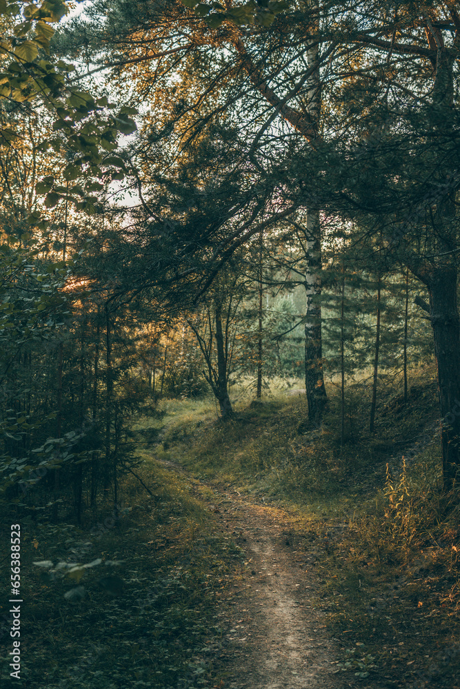 Obraz premium autumn in the forest