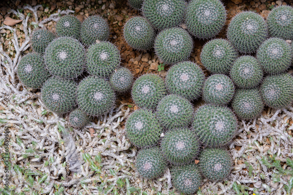 Plants growing on the ground nature