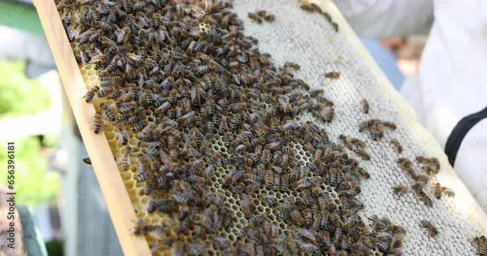 Beekeeper holding honeycomb full of bees 4k movie. Farm beekeeping concept Beekeeper holding honeycomb full of bees 4k movie. Farm beekeeping concept