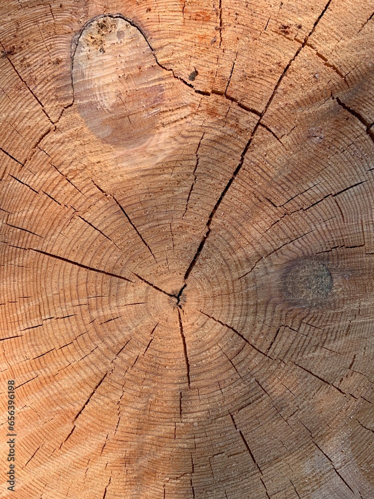 Fototapeta premium wood texture