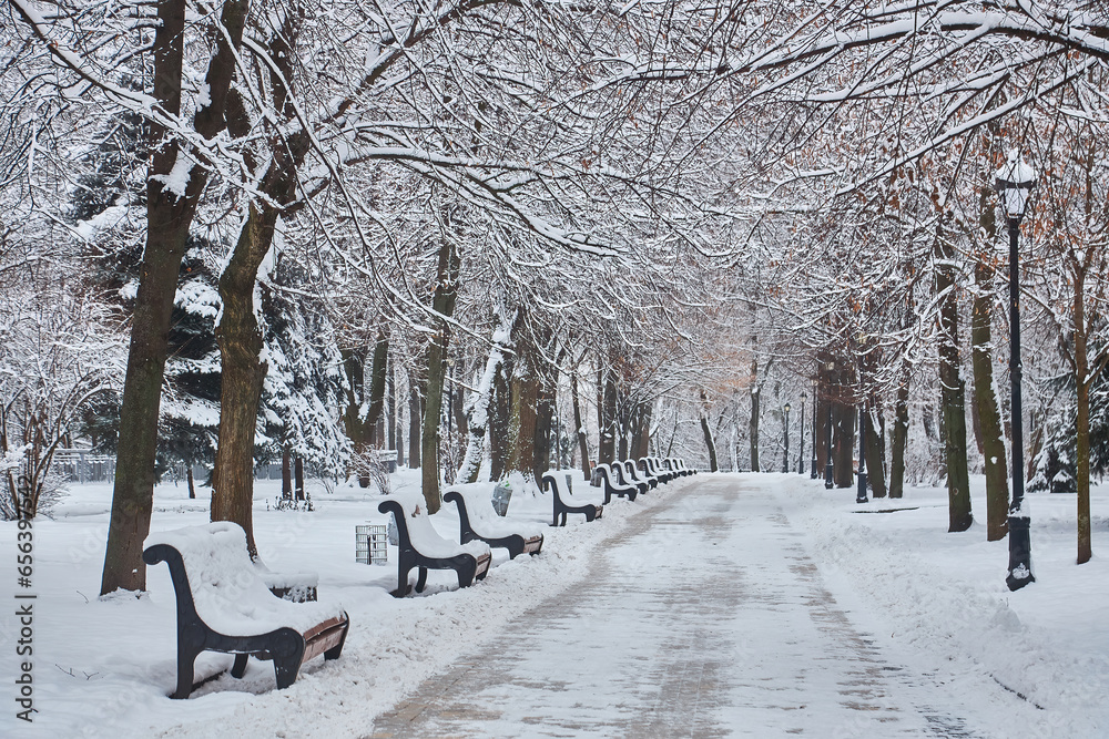 winter beautiful park with many big trees benches - obrazy, fototapety, plakaty 